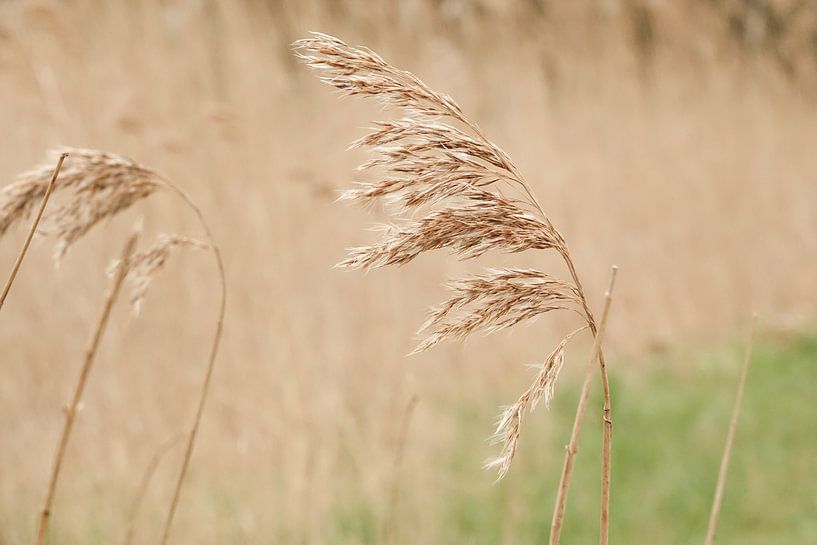 waving grass in the wind by Hanneke Bantje