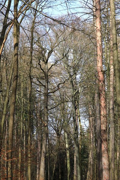 Forêt par Thomas Jäger