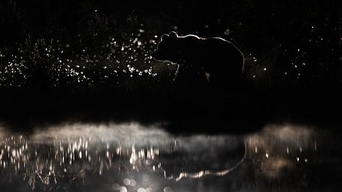 Braunbär im Gegenlicht