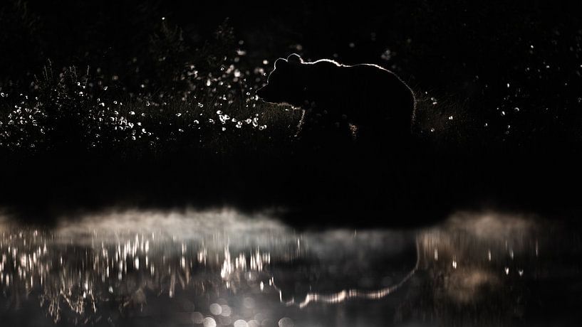 Brown Bear in Backlight van Alex Pansier