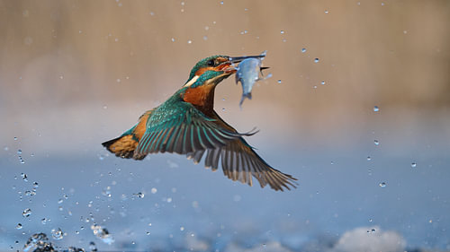 Kingfisher - Winter Lunch