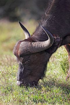 Kaapse buffel (Syncerus caffer) van Dirk Rüter