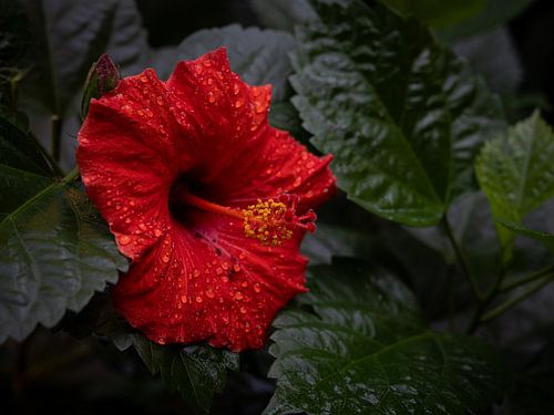 Red hibiscus with raindrops