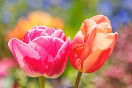 Tulip 2024-03 by Joram Janssen