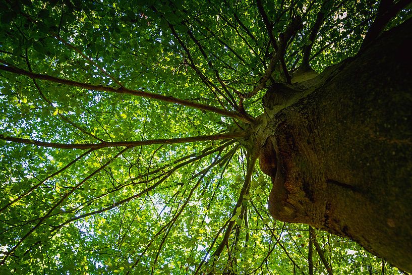 Baum im Wald von Stedom Fotografie