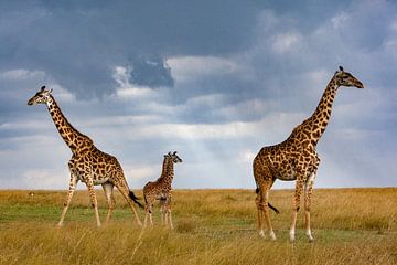 Giraffen in verschillende richtingen van Peter Michel