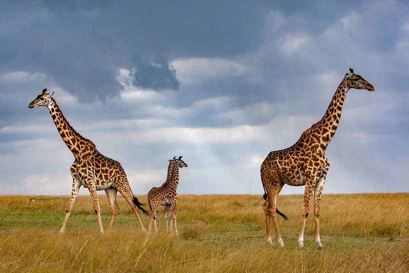 Giraffes different direction by Peter Michel