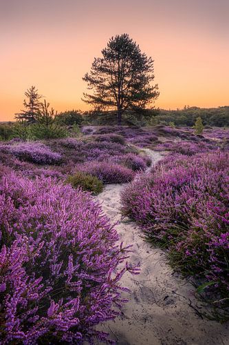 Silence in purple. by Marco Lok