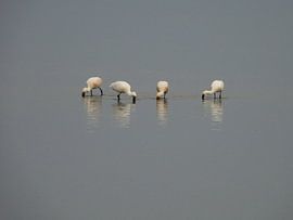 Lepelaars in de Prunje. van Mario Dekker-Janssen