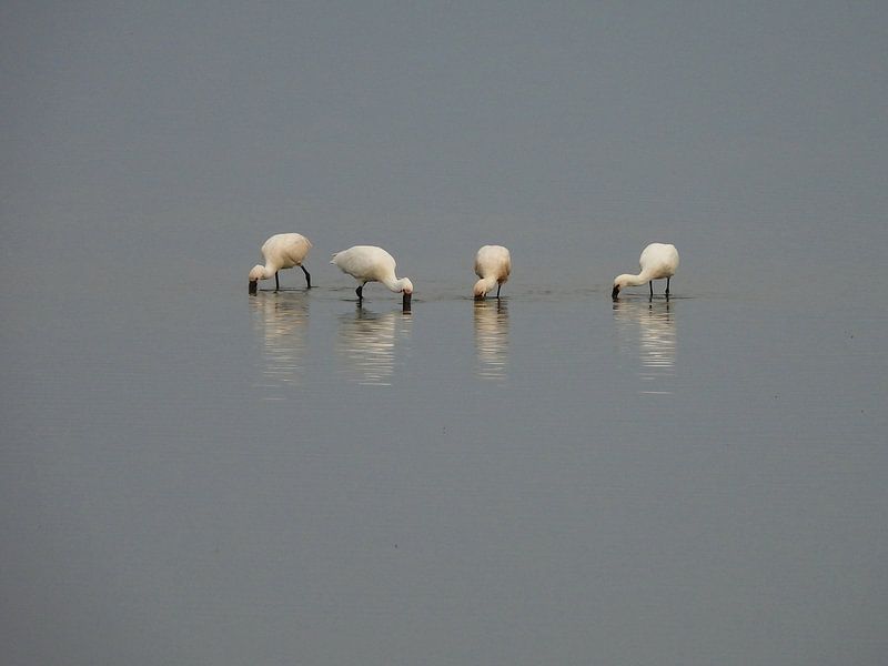 Spoonbills in the Prunje. by Mario Dekker-Janssen