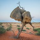 Boom met  vogelnesten in Kalahari woestijn Namibië van Jille Zuidema thumbnail