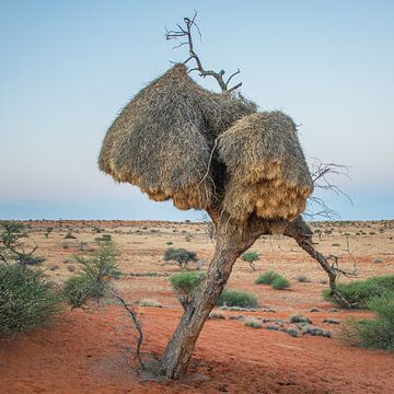 Boom met  vogelnesten in Kalahari woestijn Namibië