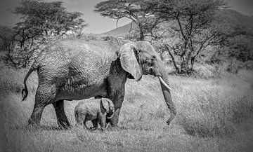 Moeder olifant met baby olifant van Erwin Floor