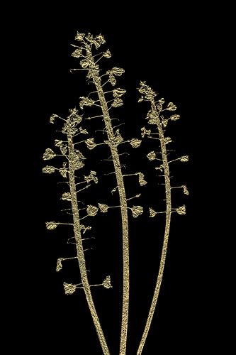 Natuurlijk goud (II van II)