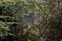 Diep in het bos
