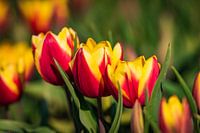Tulpen