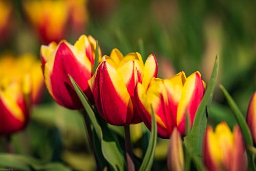 Tulips