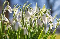 Tere witte sneeuwklokjes kondigen de lente aan. van Hanneke Luit thumbnail