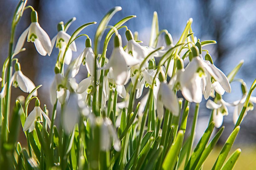 Zarte weiße Schneeglöckchen kündigen den Frühling an. von Hanneke Luit