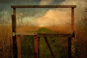 Einblick ins Schilffeld