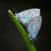 Boomblauwtjes