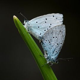 Boomblauwtjes van Gretha Andeweg