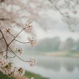Der goldene Schimmer der Wildblumen von Artistic