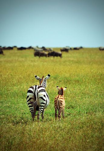 Moeder en baby zebra 