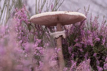 Paddenstoel op de heide. Herfst in paars. van Alie Ekkelenkamp