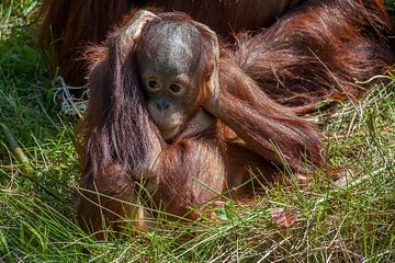 Orang-Utan-Junges im Gras mit den Händen auf dem Kopf