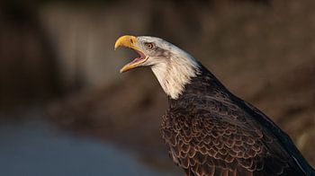 Amerikanischer Seeadler