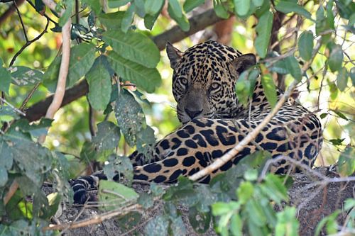 Jaguar hiding in the bushes