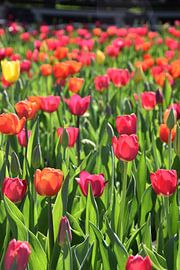 Tulips in bloom in the garden by Claude Laprise