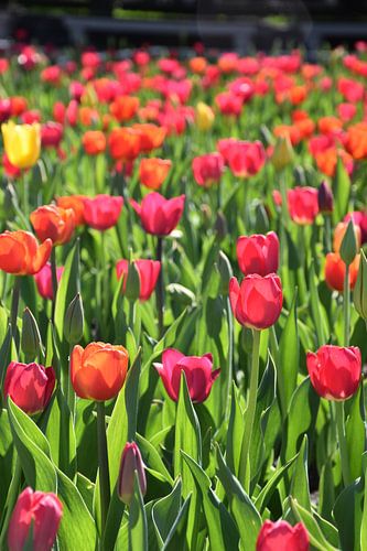 Des tulipes en fleur au jardin