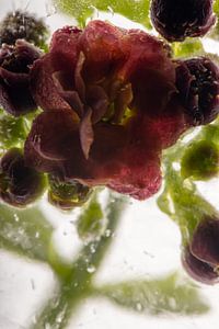 Kalanchoe in kristallklarem Eis 1
