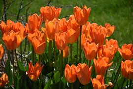 Tulpen in het park in de lente