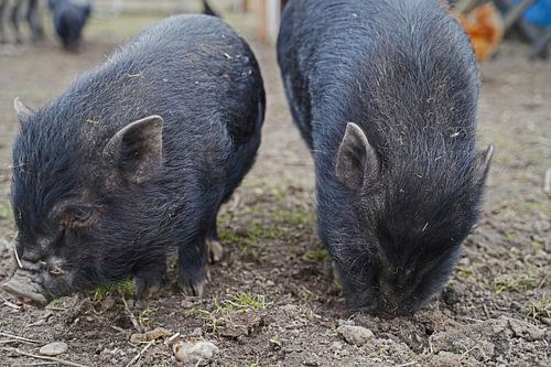 1 jaar oude minivarkens in de tuin