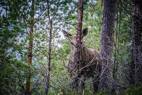 Moose behind a tree