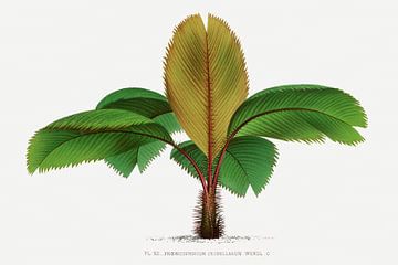 Palm plant | Phhoenicophorium Sechellarum by Peter Balan