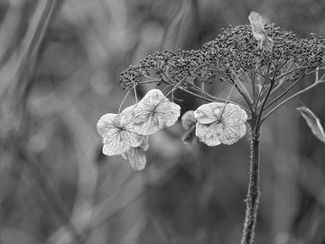 hortensia #13 van Hanneke Bantje