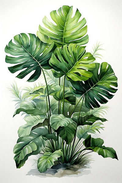 philodendron bipinnatifidum variegated Philodendron Bipinnatifidum 'Tortum' Albo Variegated (wk18-C)