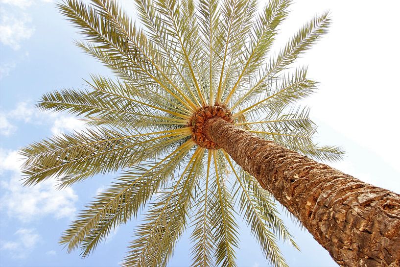 Palm Tree by Janneke Snellink
