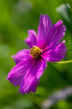 Fleur rose au soleil