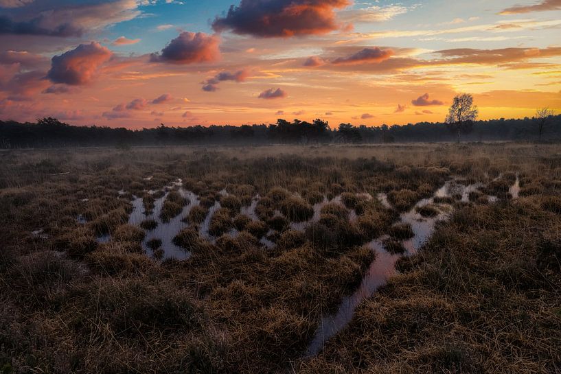 Sonnenaufgang über der Kalmthoutse heide von Bart cocquart