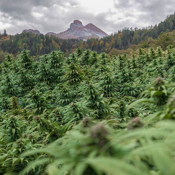 Champ de cannabis de la CDB dans les montagnes par Poster Art Shop