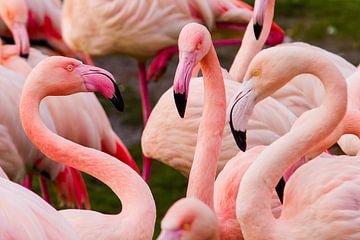 Flamingo`s van Armando de Sousa
