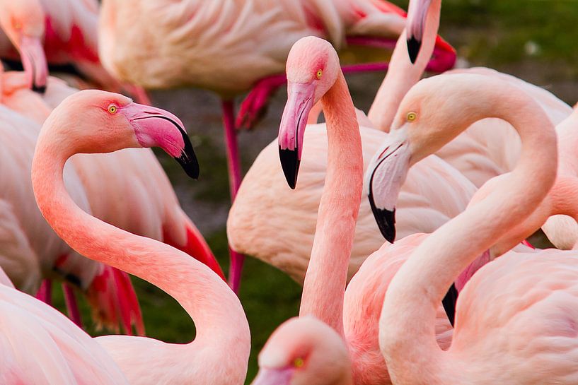 Flamingos by Armando de Sousa