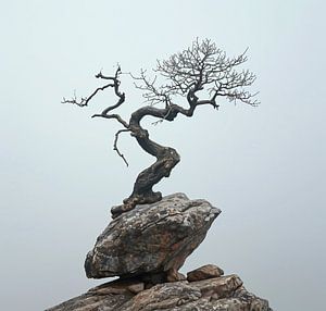 Einsamer Baum