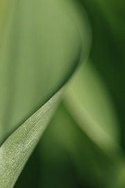 Green tranquillity – minimalist botanical macro by MHuisman Minimal Art