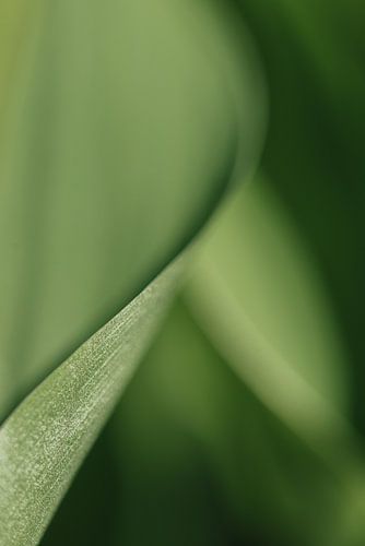 Calme verdoyant - macro botanique minimaliste